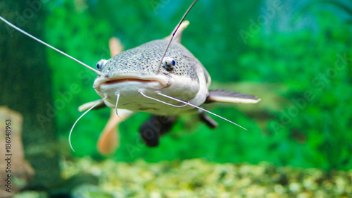  Red-tailed catfish in the aquarium photo