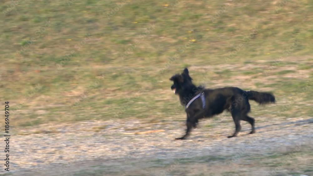 The black dog jumps and runs happily in slow motion The black dog jumps and runs happily in slow motion