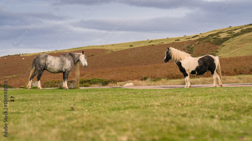 Wild horses near Hay Bluff and Twmpa in the Black Mountains, Brecon Beacons, Wales, UK Wild horses near Hay Bluff and Twmpa in the Black Mountains, Brecon Beacons, Wales, UK