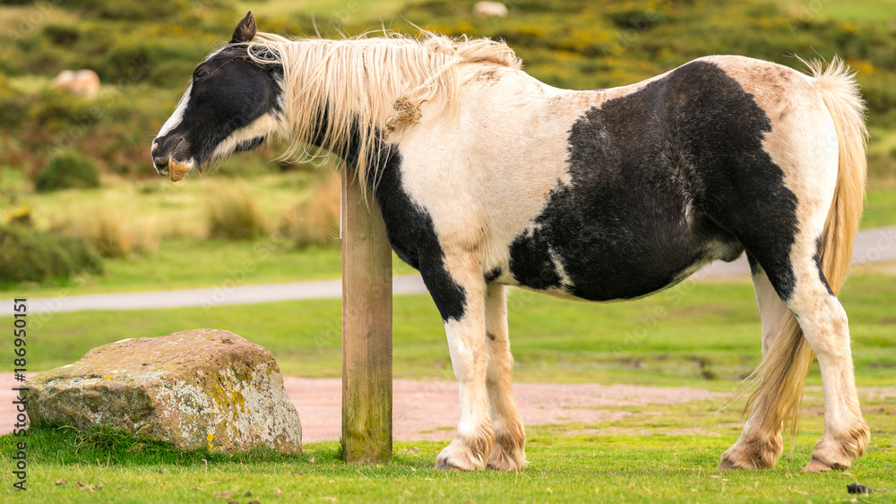 A wild horse near Hay Bluff and Twmpa in the Black Mountains, Brecon Beacons, Powys, Wales, UK A wild horse near Hay Bluff and Twmpa in the Black Mountains, Brecon Beacons, Powys, Wales, UK