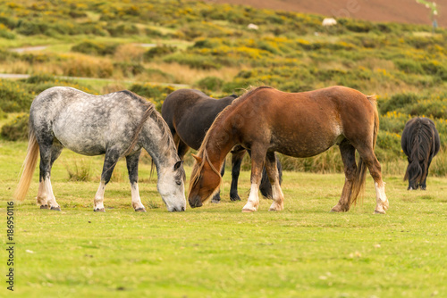 Wild horses near Hay Bluff and Twmpa in the Black Mountains, Brecon Beacons, Wales, UK © Bernd Brueggemann