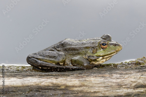 Frog closeup on nature background, riverbank. Common Frog (Rana temporaria),   sitting on a single branch against a light grey background. Ukraine