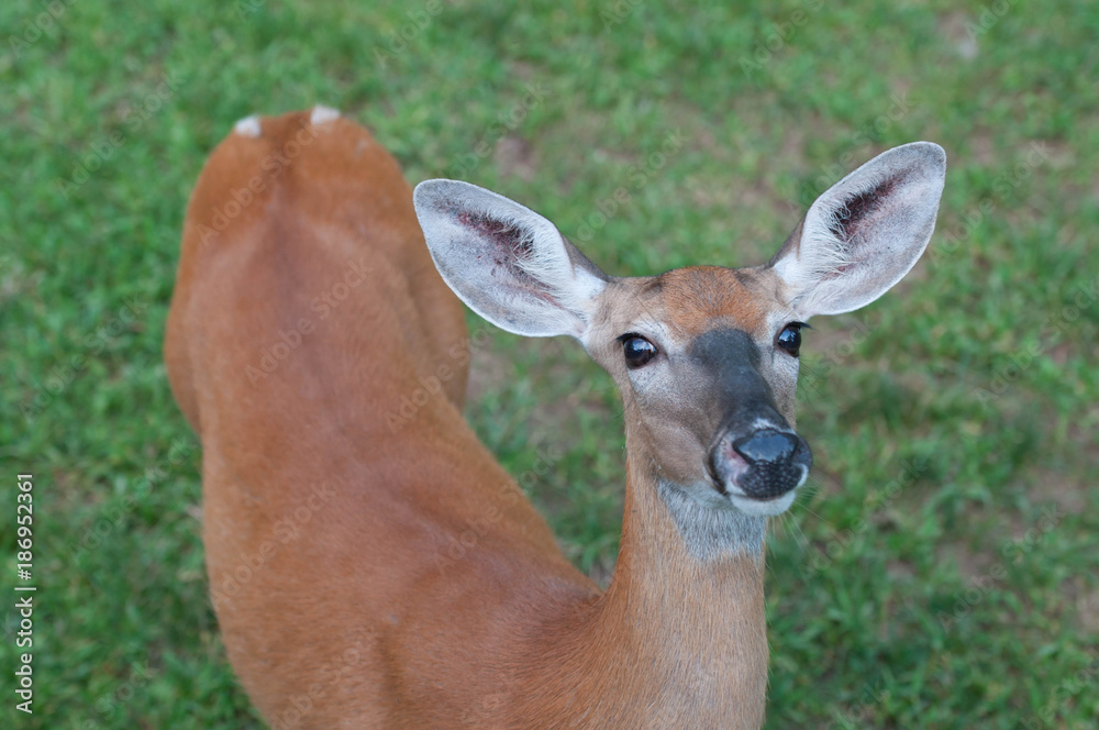 Fototapeta premium Whitetail Doe Deer in Pennsylvania