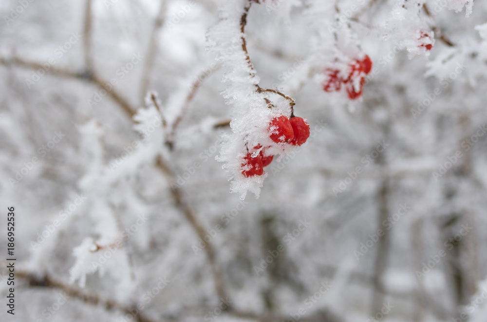 Branch of snowball tree with cluster of red and ripe berries covered by ice in winter time Branch of snowball tree with cluster of red and ripe berries covered by ice in winter time