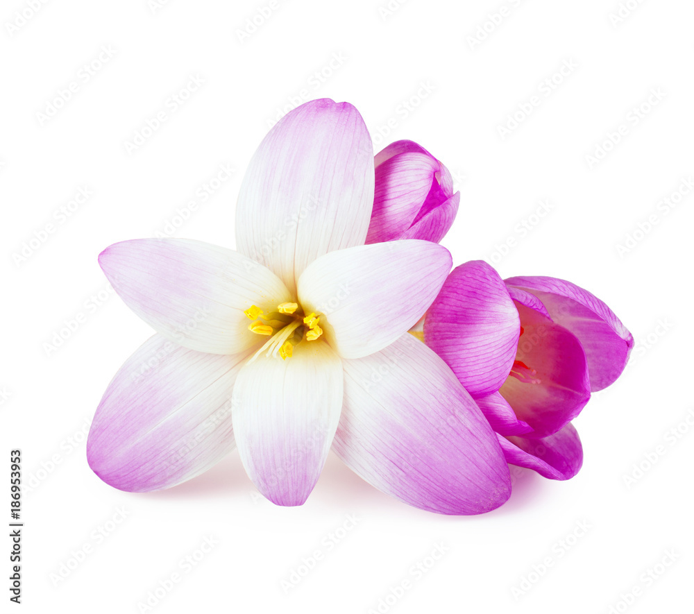 Elegance flower isolated on white background.