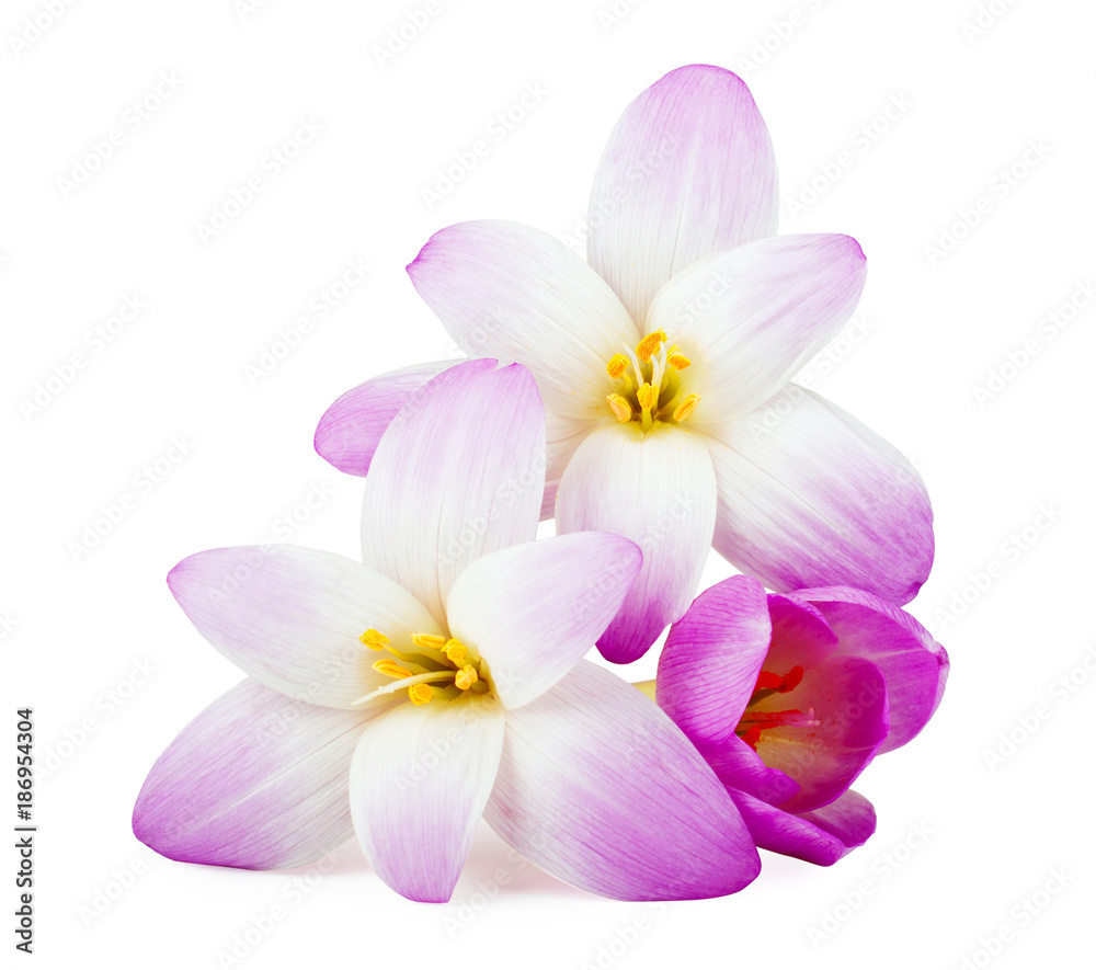 Elegance flower isolated on white background.