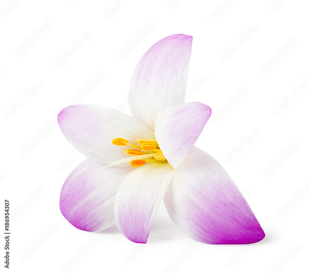 Elegance flower isolated on white background.