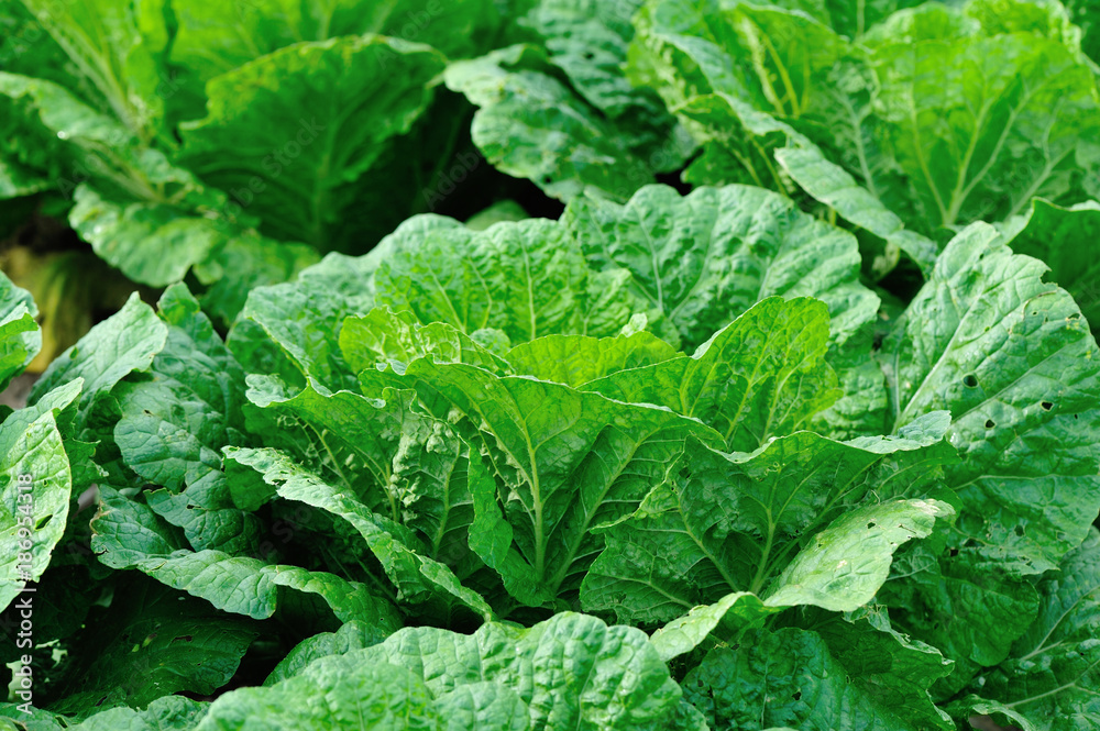 chinese cabbage crops in growth at field