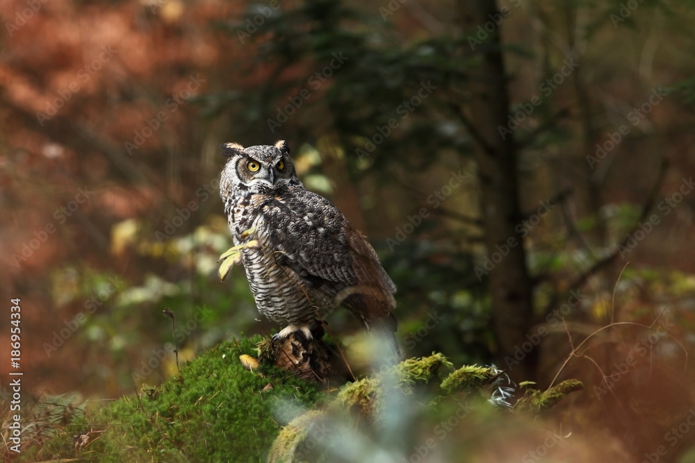 Bubo virginianus. Beautiful owl. He lives in North America. Bubo virginianus. Beautiful owl. He lives in North America.