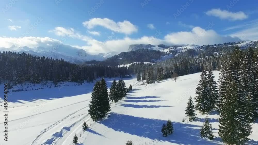 Aerial view of a snowy forest with high pines and road in the winter. Aerial view of a snowy forest with high pines and road in the winter.