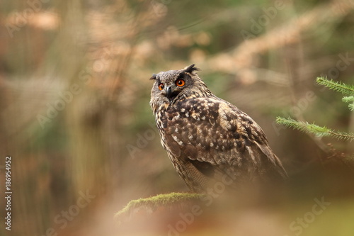 Bubo bubo. Owl in a natural environment. Wild nature of Czech. Autumn colors in the photo. Owl Photos.Owl. Photo was taken in the Czech Republic.