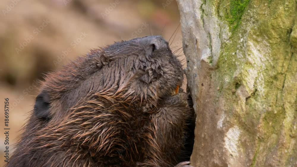 Beaver gnawing on a trunk