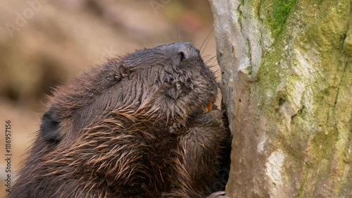 Beaver gnawing on a trunk