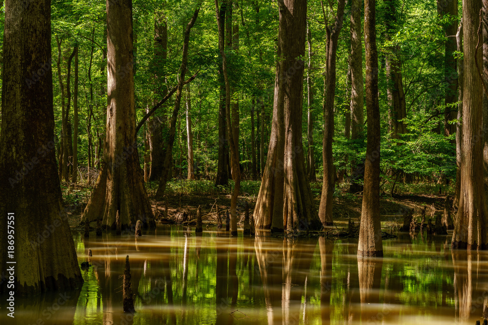 Obraz premium Congaree National Park