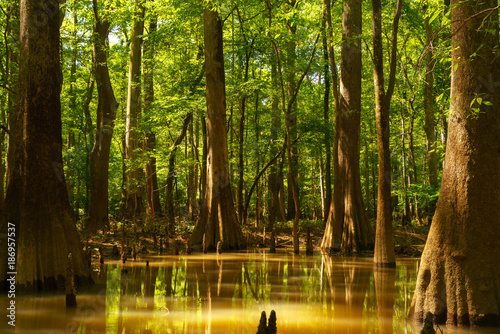 Congaree National Park