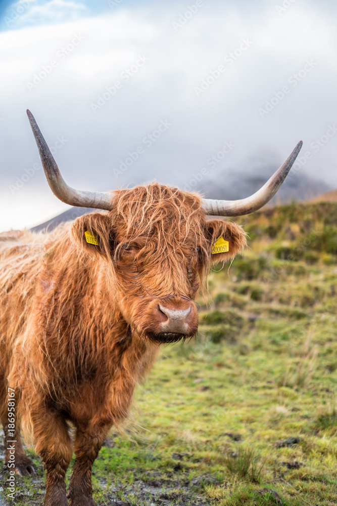 Close up of Highland Cattle, a Scottish cattle breed. Hairy cow with long horns and wavy coats. On the field in Isle of Skye, Scottish Highlands. Close up of Highland Cattle, a Scottish cattle breed. Hairy cow with long horns and wavy coats. On the field in Isle of Skye, Scottish Highlands.