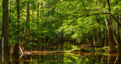 Congaree National Park