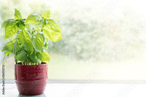 Fotografía Basil Plant in a Pot on Kitchen Window Sill Overlooking Garden