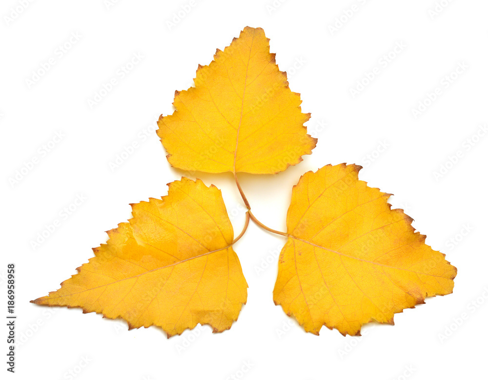 Three yellow autumn birch leaves isolated on white background. Leaf. Flat lay, top view Three yellow autumn birch leaves isolated on white background. Leaf. Flat lay, top view