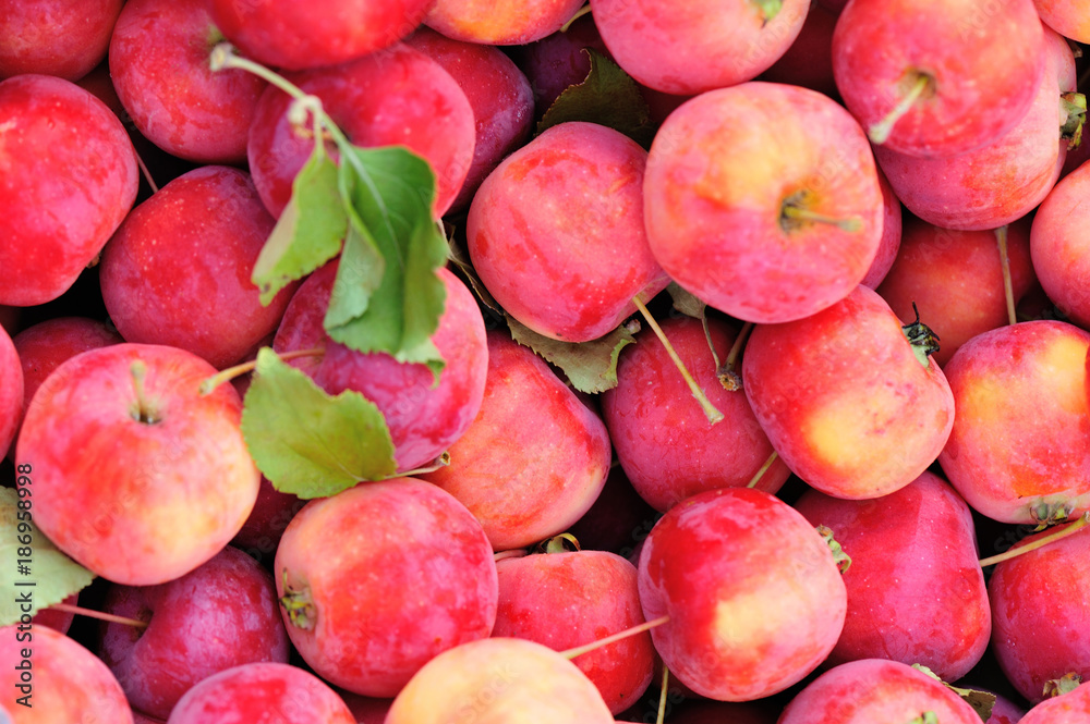 closeup of ripe fresh red crabapples as a background closeup of ripe fresh red crabapples as a background