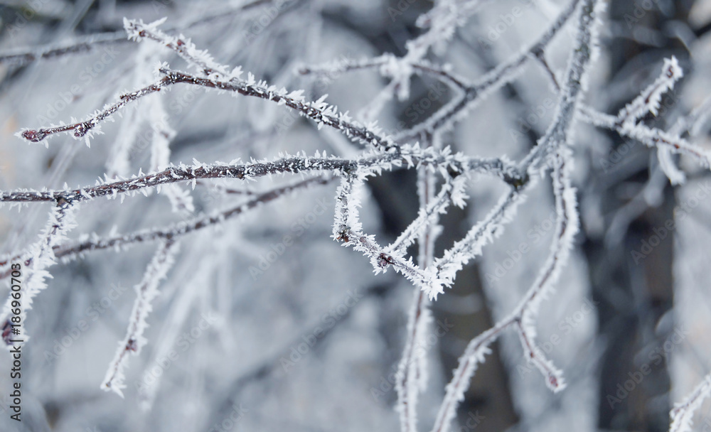 Tree branches covered with snow in winter Tree branches covered with snow in winter