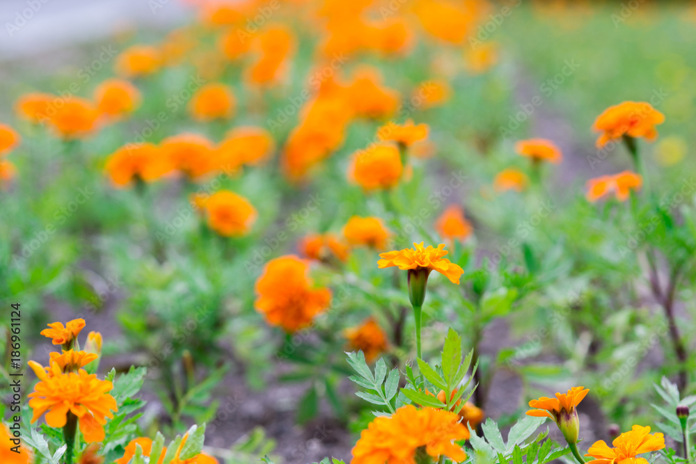 Many orange flowers