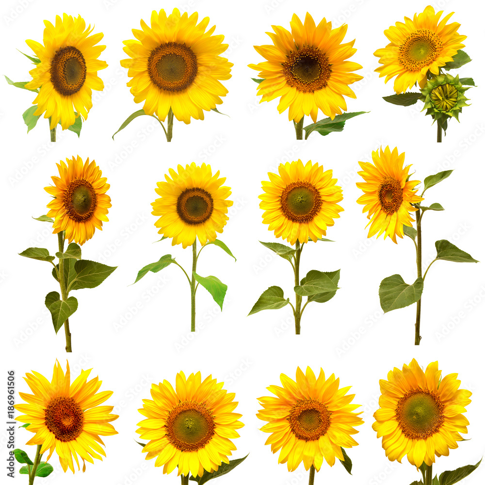 Sunflowers collection on the white background Sunflowers collection on the white background