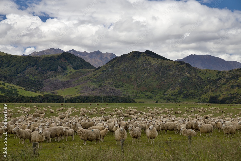 Obraz premium Land of sheep