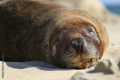 Seal closeup