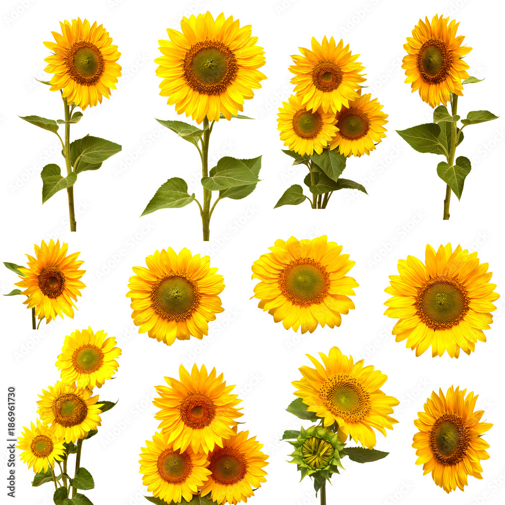 Fototapeta premium Sunflowers collection