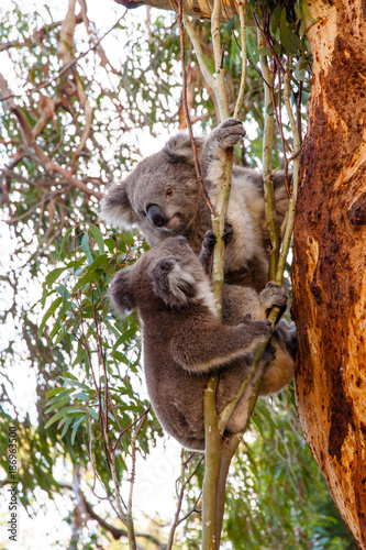 Fototapeta Naklejka Na Ścianę i Meble -  Two koalas fighting on a tree. 