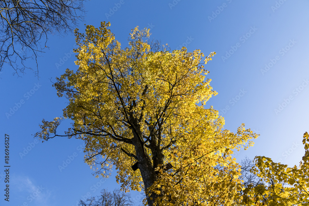 yellow leaves of tree in autumn under blue sky yellow leaves of tree in autumn under blue sky