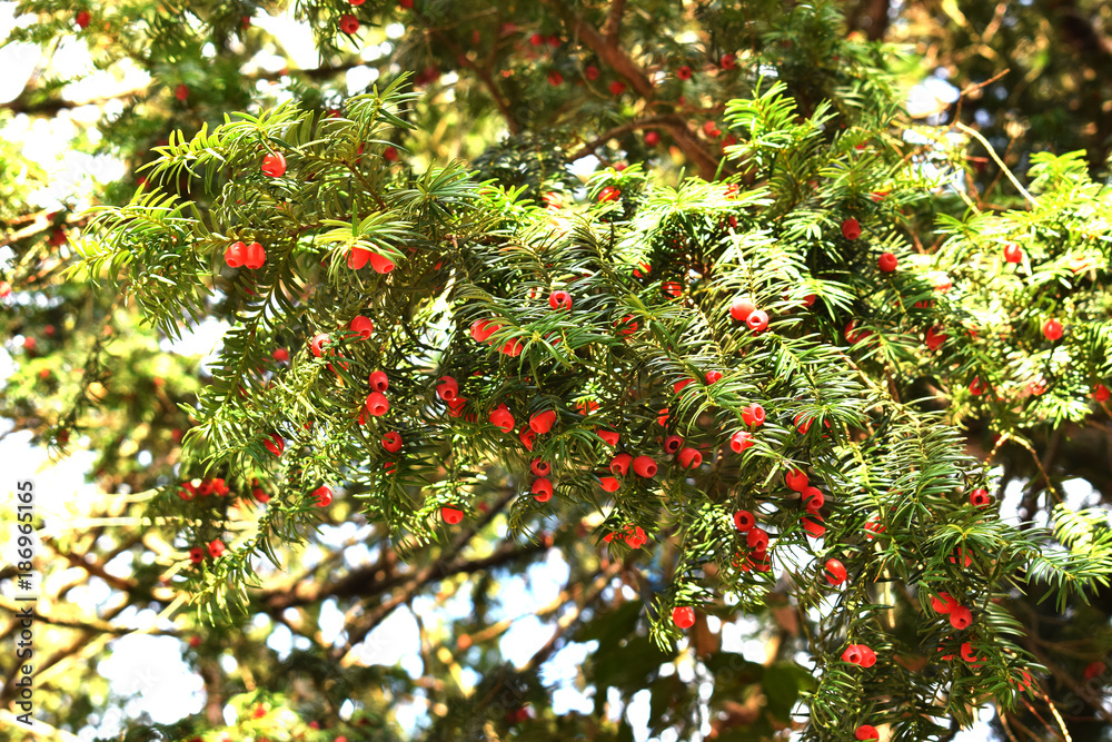 Red berries on coniferous branches