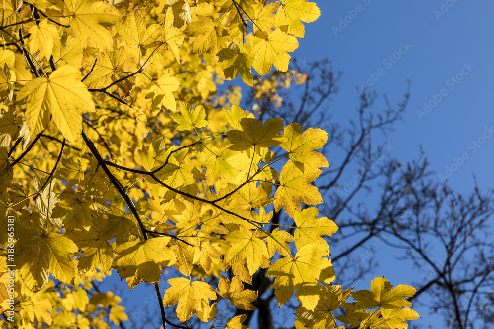 yellow leaves of tree in autumn under blue sky yellow leaves of tree in autumn under blue sky