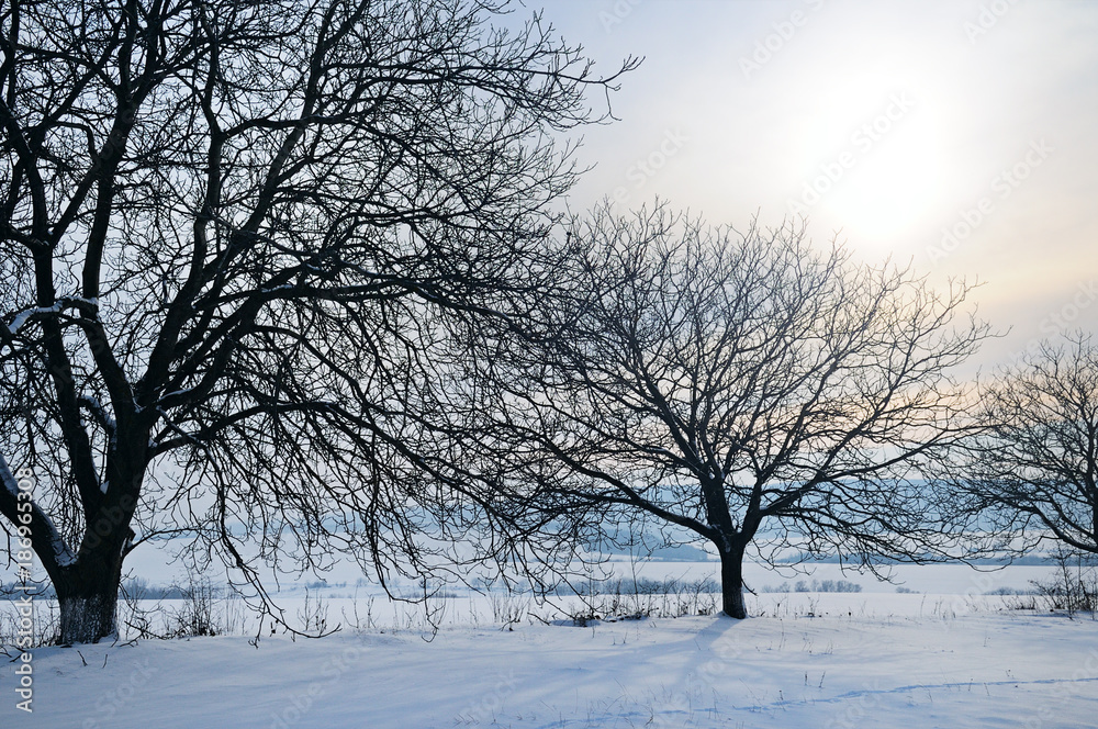Winter landscape. Sunrise . Fields and trees are covered with snow. Winter landscape. Sunrise . Fields and trees are covered with snow.