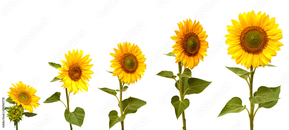 Fototapeta premium Growth stage of sunflower