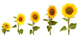 Growth stage of sunflower