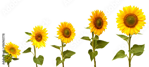 Fototapeta Naklejka Na Ścianę i Meble -  Growth stage of sunflower