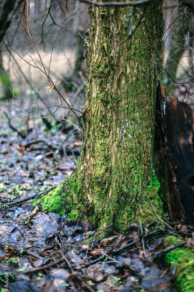 Green moss on the tree in autumn Green moss on the tree in autumn