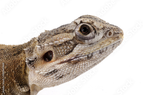 Mitchells Bartagame (Pogona mitchelli) - North-west Bearded Dragon photo