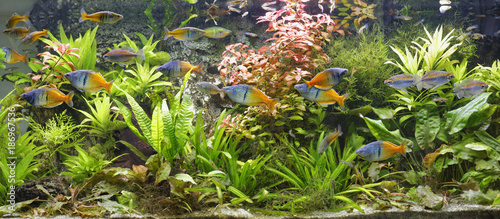 Boeseman's rainbowfishes, Melanotaenia boesemani and Congo tetras, Phenacogrammus interruptus swimming in fresh water aquarium photo