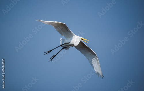 White Egret Bird in Flight photo