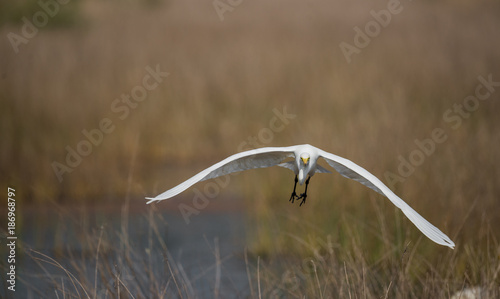 Great Egret staight Up photo