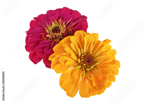 Two flowers of zinnia on a white background photo