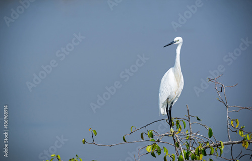 White heron bird on tree top