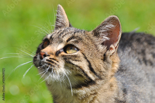 Fototapeta Naklejka Na Ścianę i Meble -  Portrait of beautiful grey cat in the grass