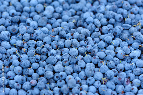 closeup of ripe picked fresh blue berries