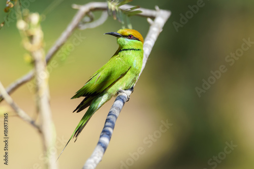 Green bee-eater perching on tree branch , Thailand