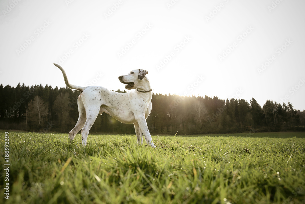 Mongrel standing on a meadow at evening twilight Mongrel standing on a meadow at evening twilight