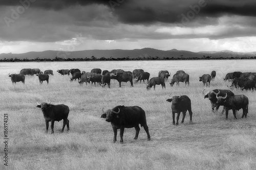 Kenya, Great Rift Valley, Lake Nakuru National Park, Cape buffalo herd photo